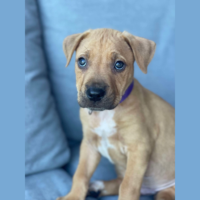 Photo of Bailey