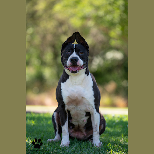 Photo of Bella
