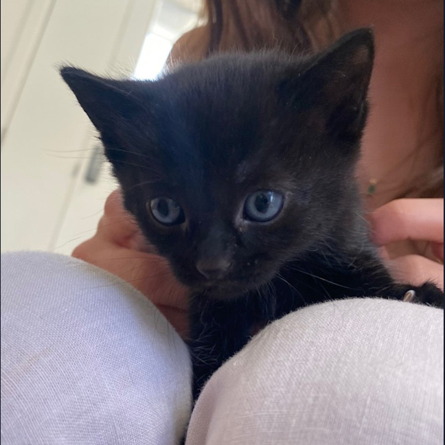 Photo of C1362 Harlow