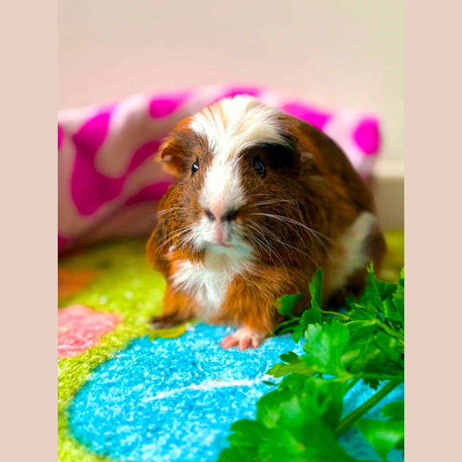Photo of Chunk