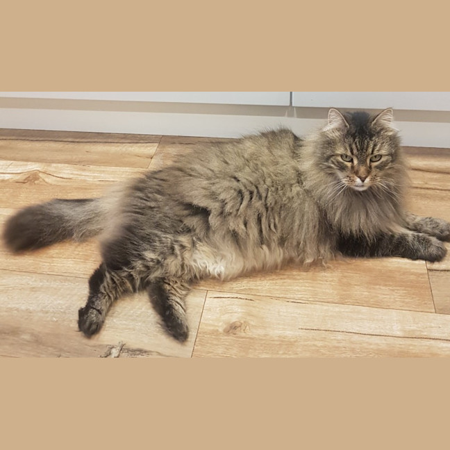 Photo of Whiskas