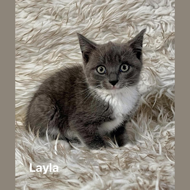 Photo of Layla