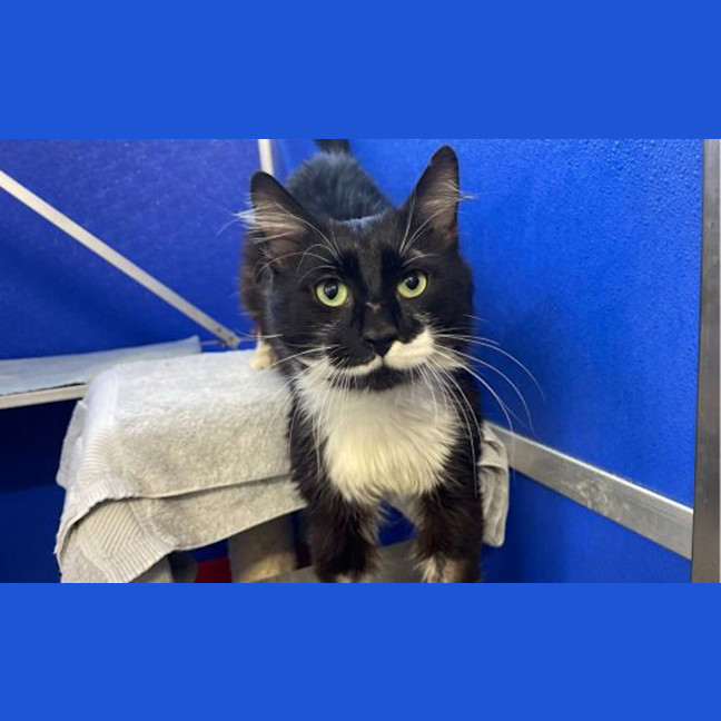 Photo of Edgar Allen Purr
