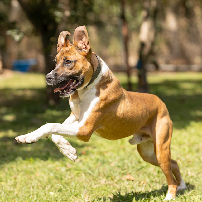 Photo of Buster