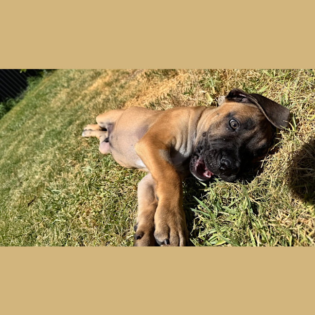 Photo of Titan (Was Tank)