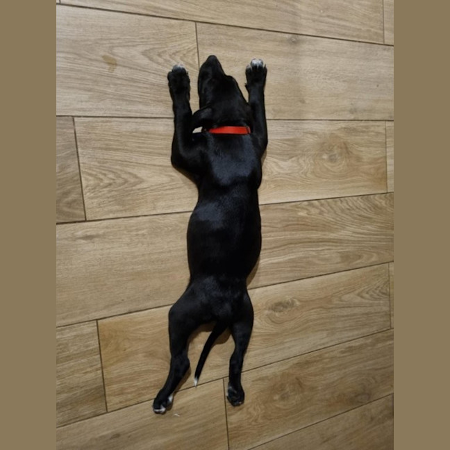 Photo of Loki   8 Week Old Staffy X (On Trial)