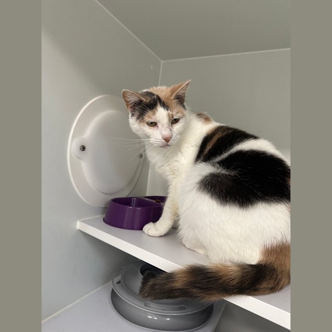Photo of Tinkerbell