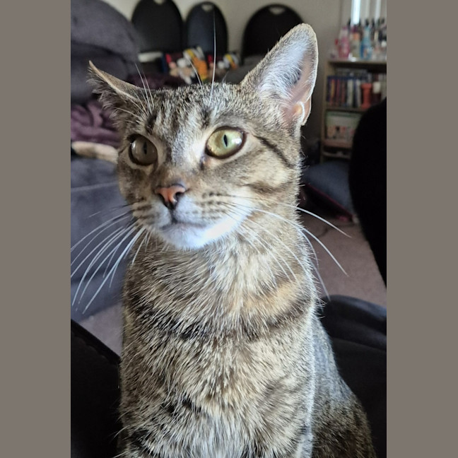 Photo of Tumbles   1 Year Old Domestic Short Hair