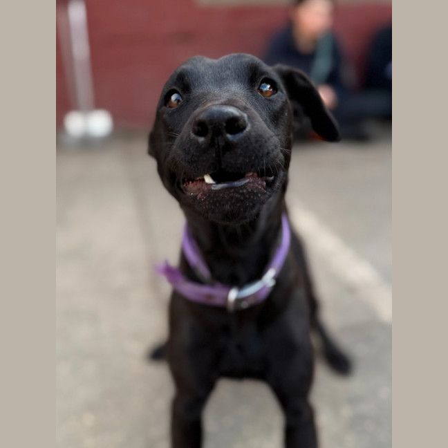 Photo of Olive
