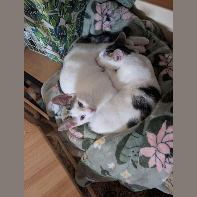 Photo of Pringles + Paella