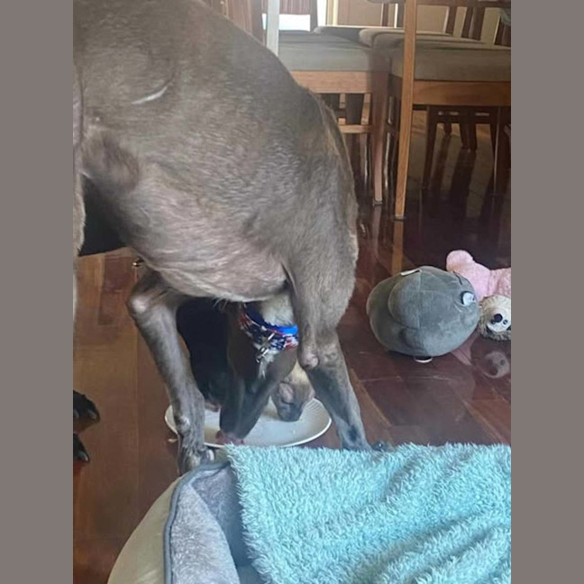 Photo of Konrad, The Young And Blue Greyhound