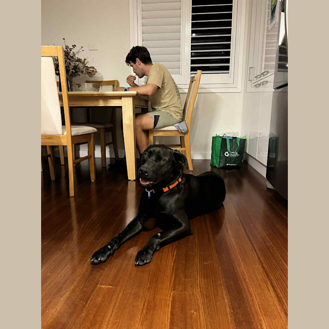 Photo of Boof   2 Year Old Labrador X Staffy