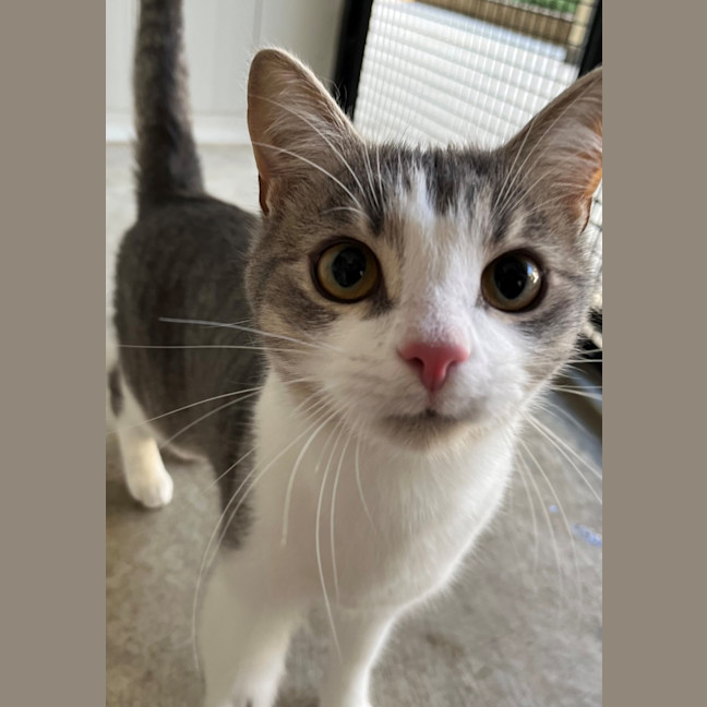 Photo of Pilchard And Sardine