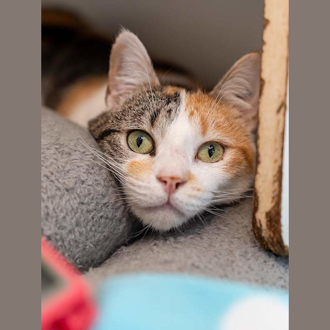 Photo of Fifi