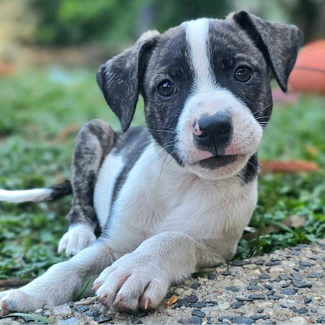 Photo of Sizzle