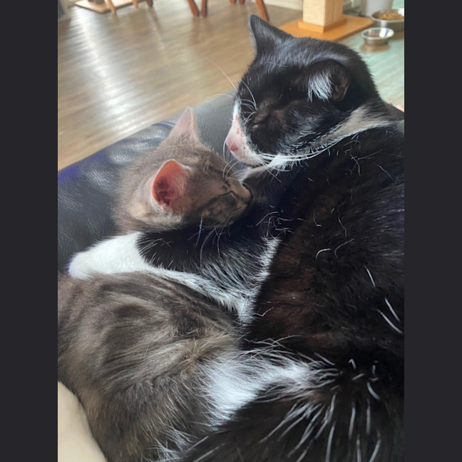 Photo of Earl Grey Meet Me At Pet Stock Carrum Downs