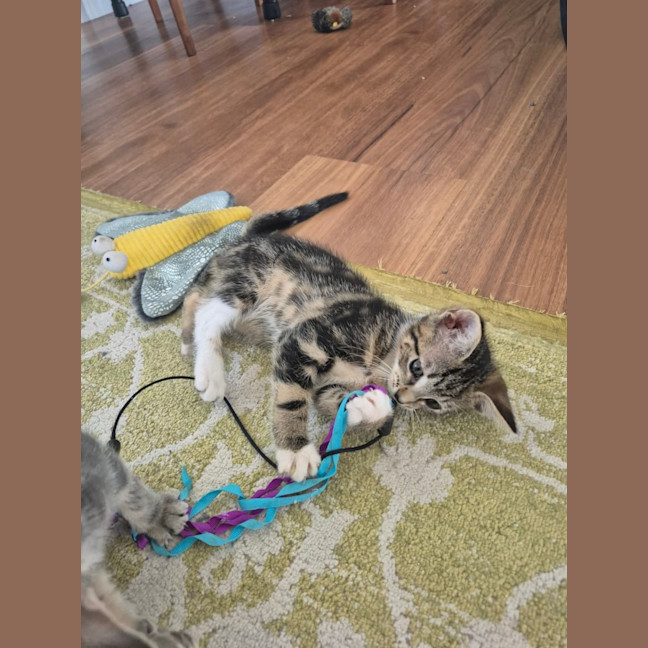 Photo of Lily