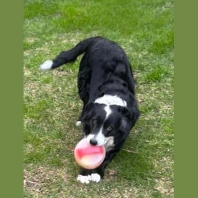 Photo of Lady Coco 