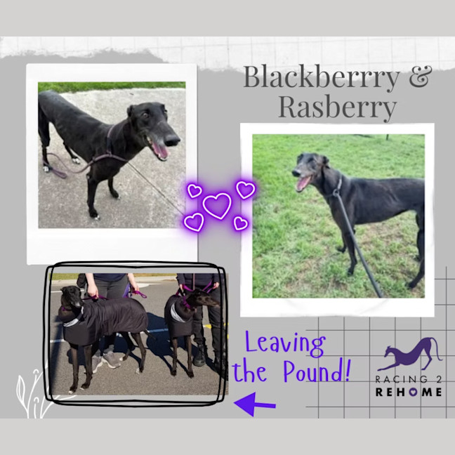 Photo of Blackberry & Raspberry