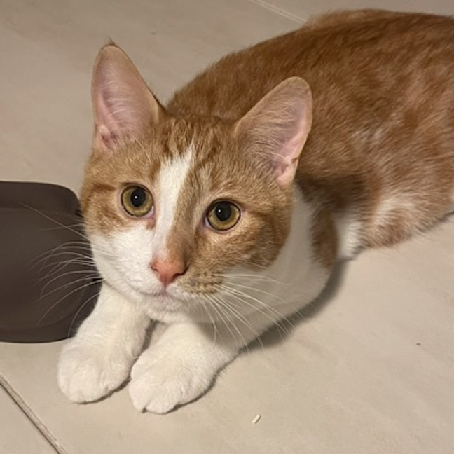 Photo of Tigger (Fostered In Perth)
