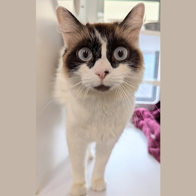 Photo of Mochi