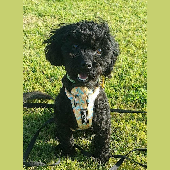 Photo of Gertie