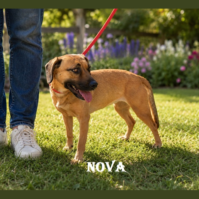 Photo of Nova