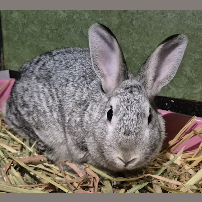 Photo of Fudge (Bonded With Choc Chip)
