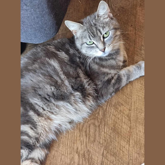 Photo of Gracie