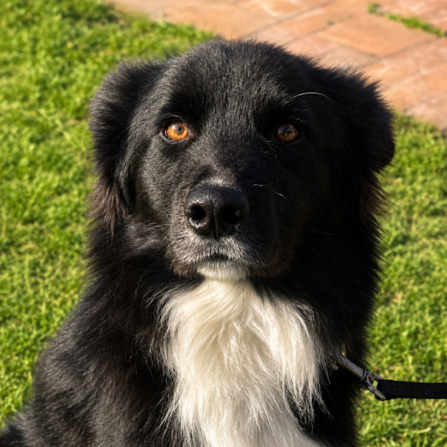 Photo of Zorro