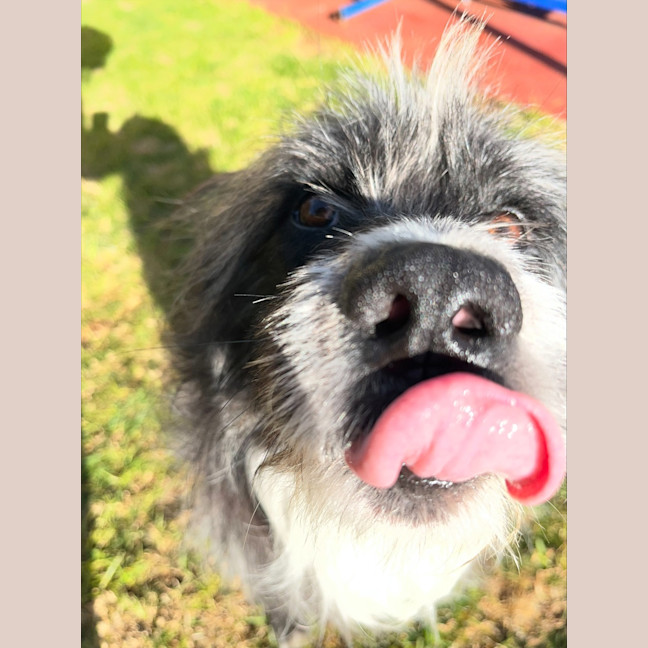 Photo of Alfie