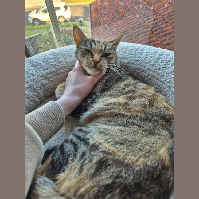 Photo of Honey Bubu