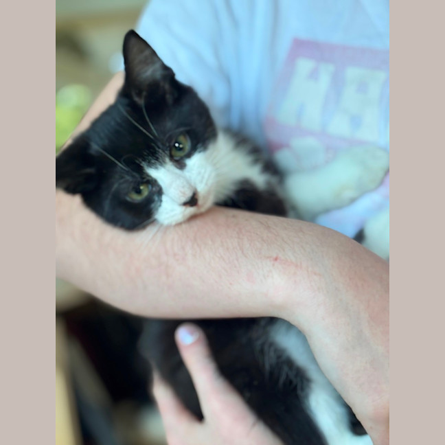 Photo of Deja Meet Me@Petstock Mornington Nepean Hwy