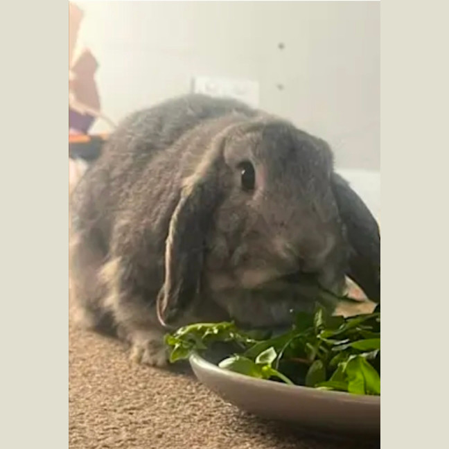 Photo of Stormy