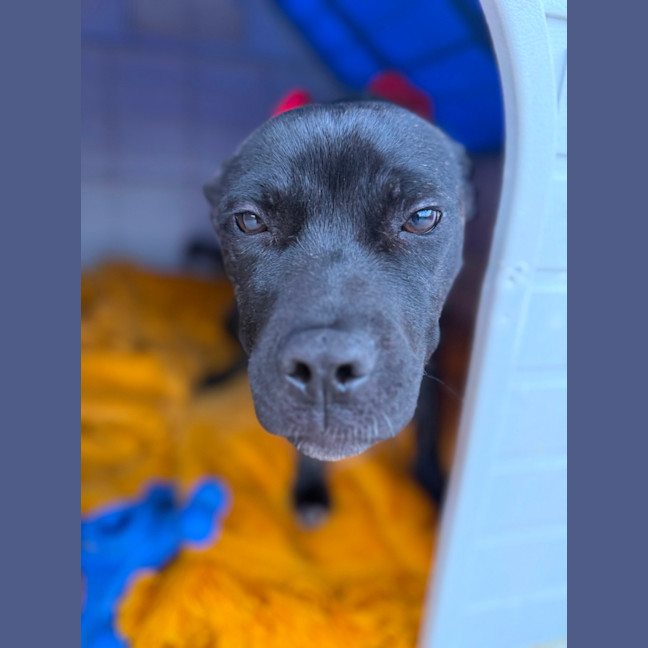 Photo of Poppy