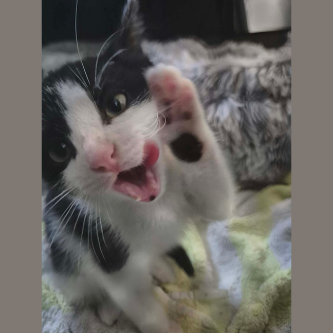 Photo of Poppy