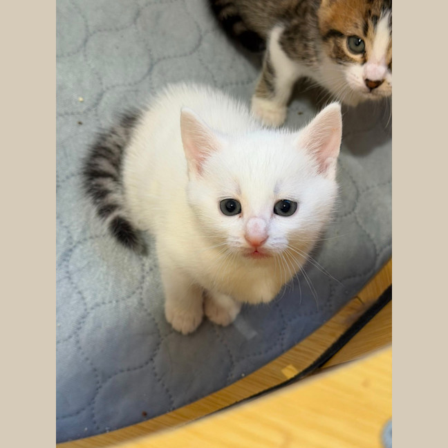 Photo of Cotton 🤍