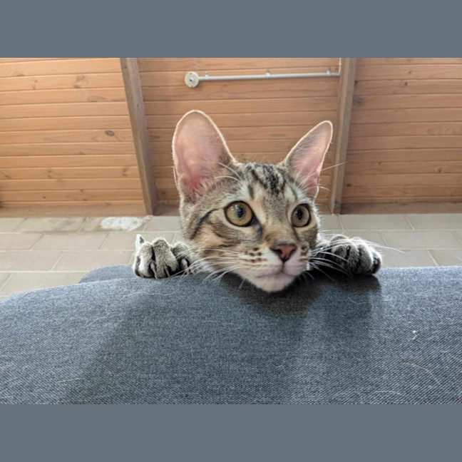 Photo of Treat   Located In Brunswick East