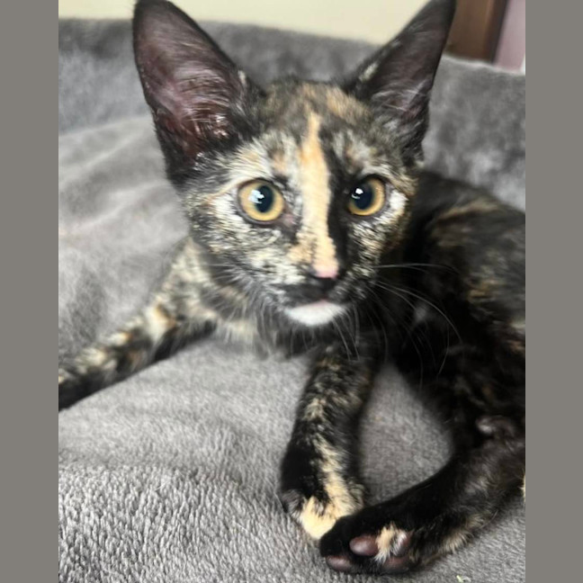Photo of Moxie