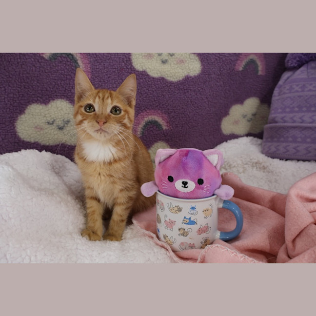 Photo of Gazpacho
