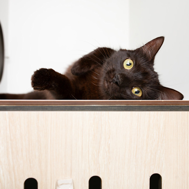 Photo of Tootsie Roll