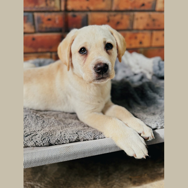 Photo of Honey