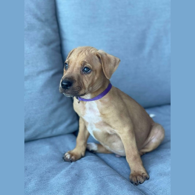 Photo of Bailey