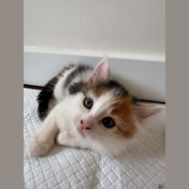 Photo of Meeka