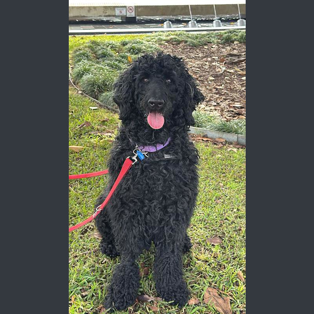 Photo of Scottie