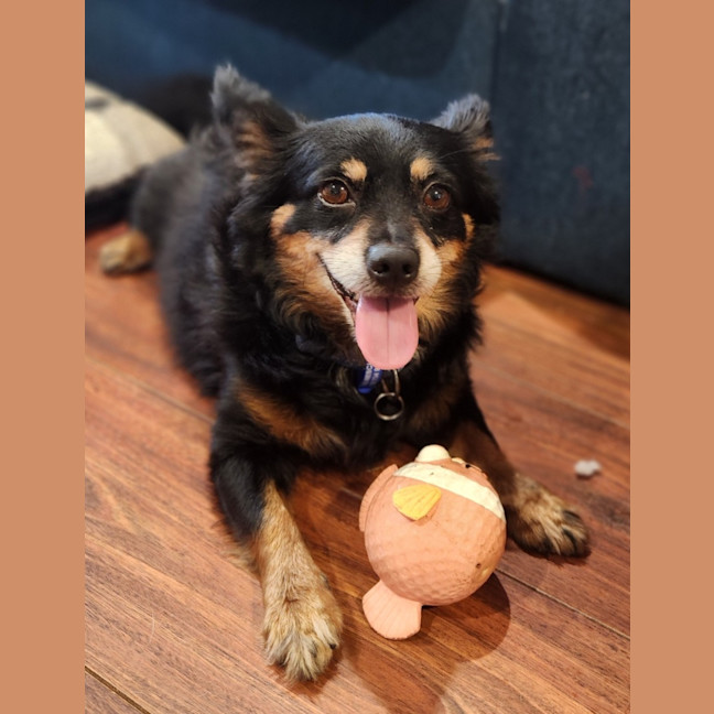 Photo of Elvis   7 Year Old Pomeranian X Chihuahua