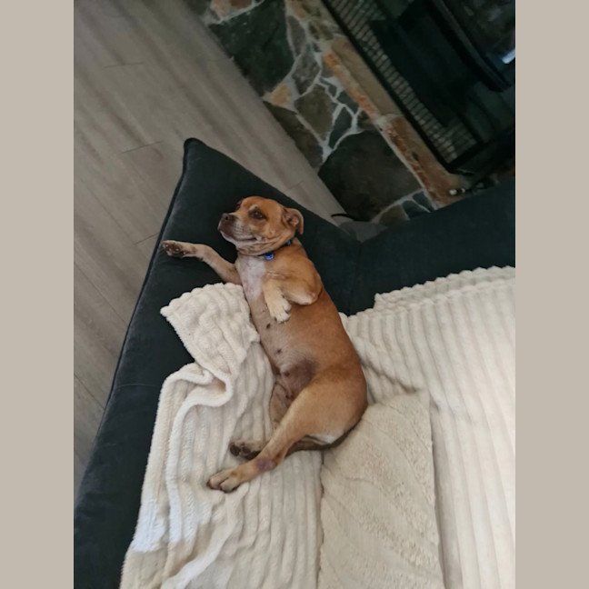 Photo of Sasha   7 Year Old Staffy