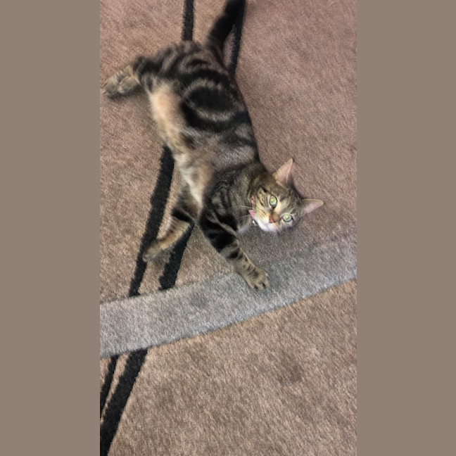 Photo of Lucy *9 Lives Project Rescue*