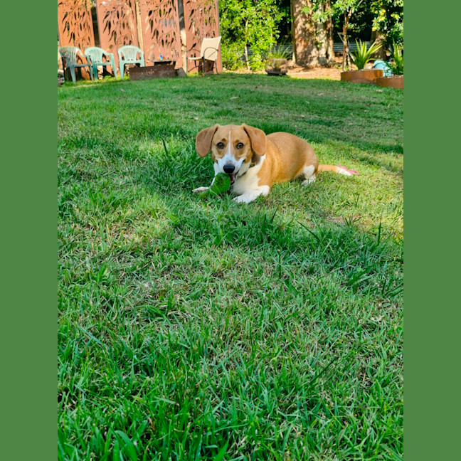 Photo of Monty Dachshund X Corgi