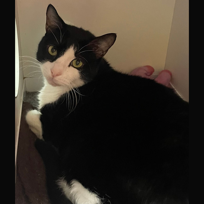 Photo of Patch